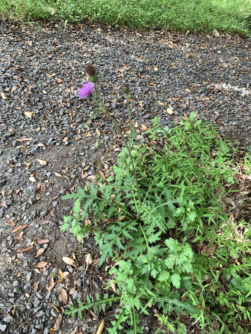 Cirsium aomorense photo 4