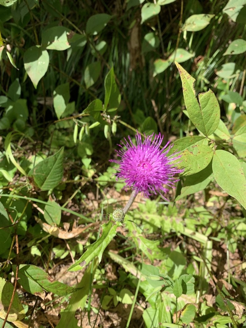 Cirsium aomorense photo 6