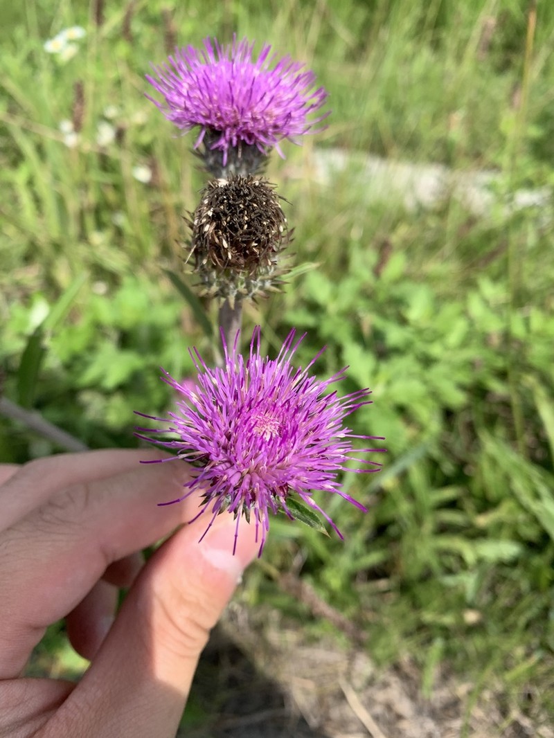 Cirsium aomorense photo 7
