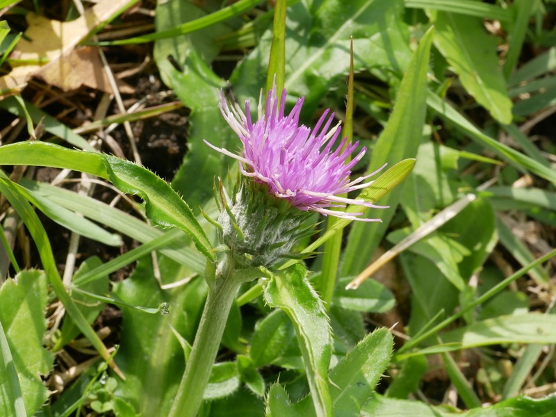 Cirsium aomorense photo 8