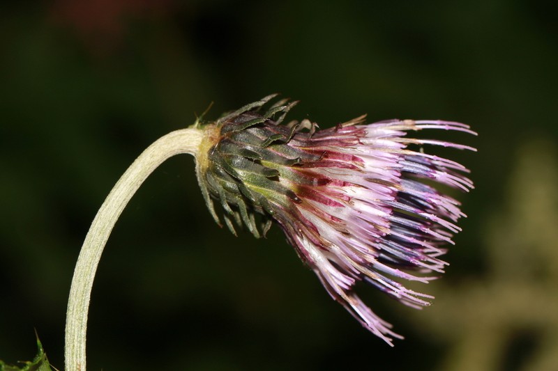 Cirsium apoense