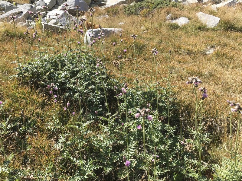 Cirsium appendiculatum