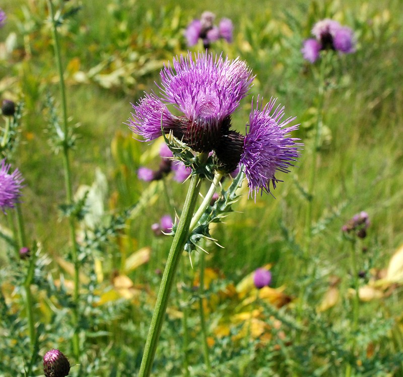 Cirsium appendiculatum photo 2