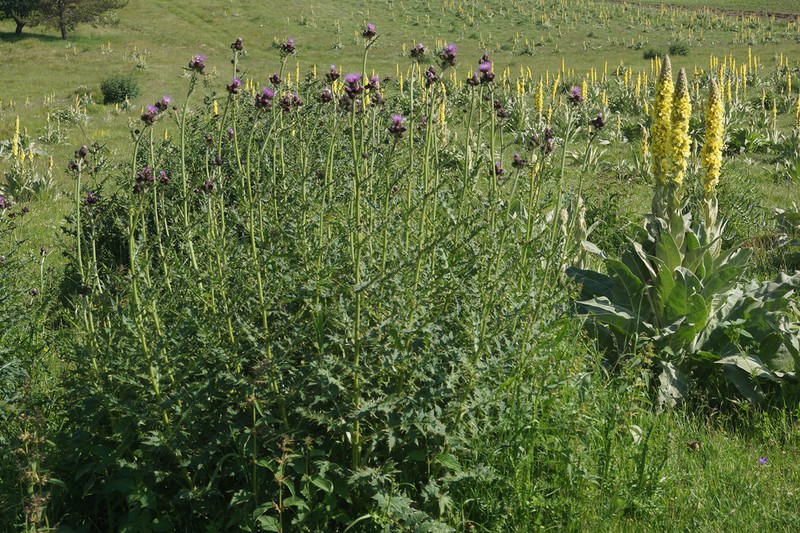 Cirsium appendiculatum photo 3