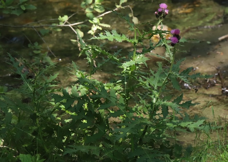 Cirsium appendiculatum photo 4