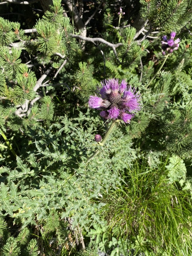 Cirsium appendiculatum photo 5