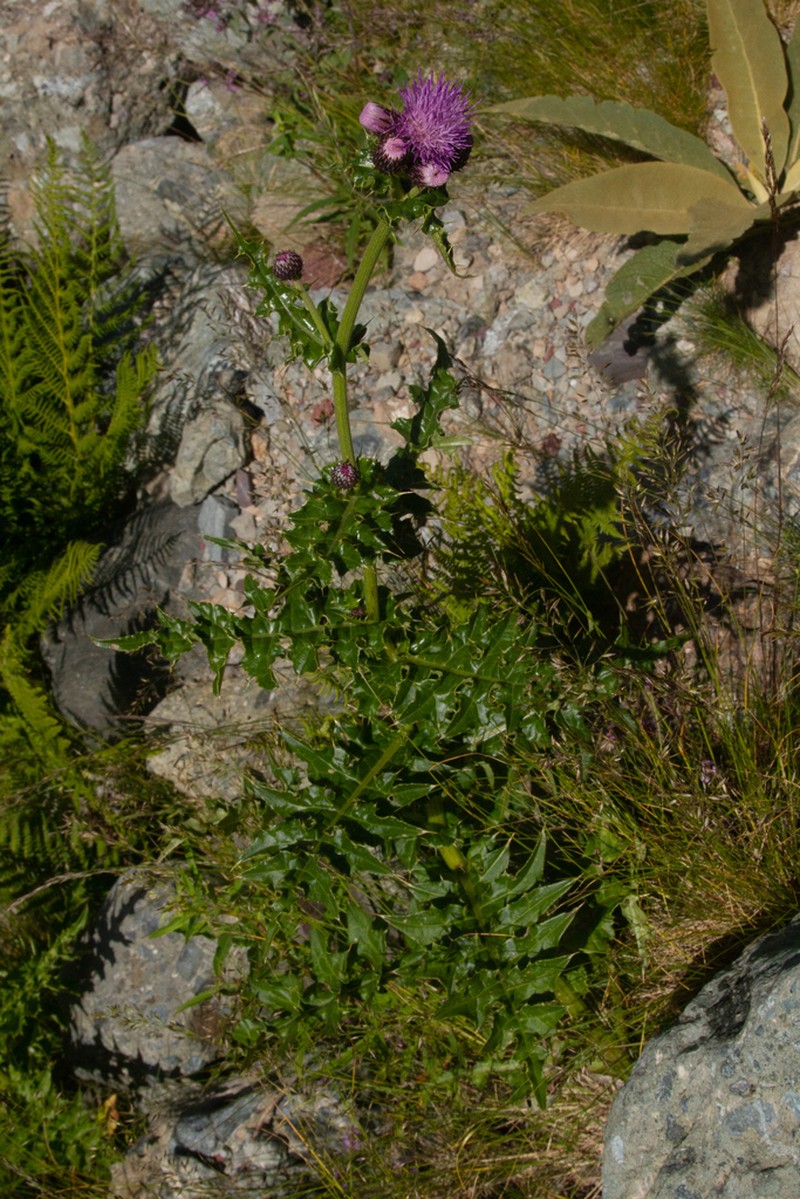 Cirsium appendiculatum photo 6