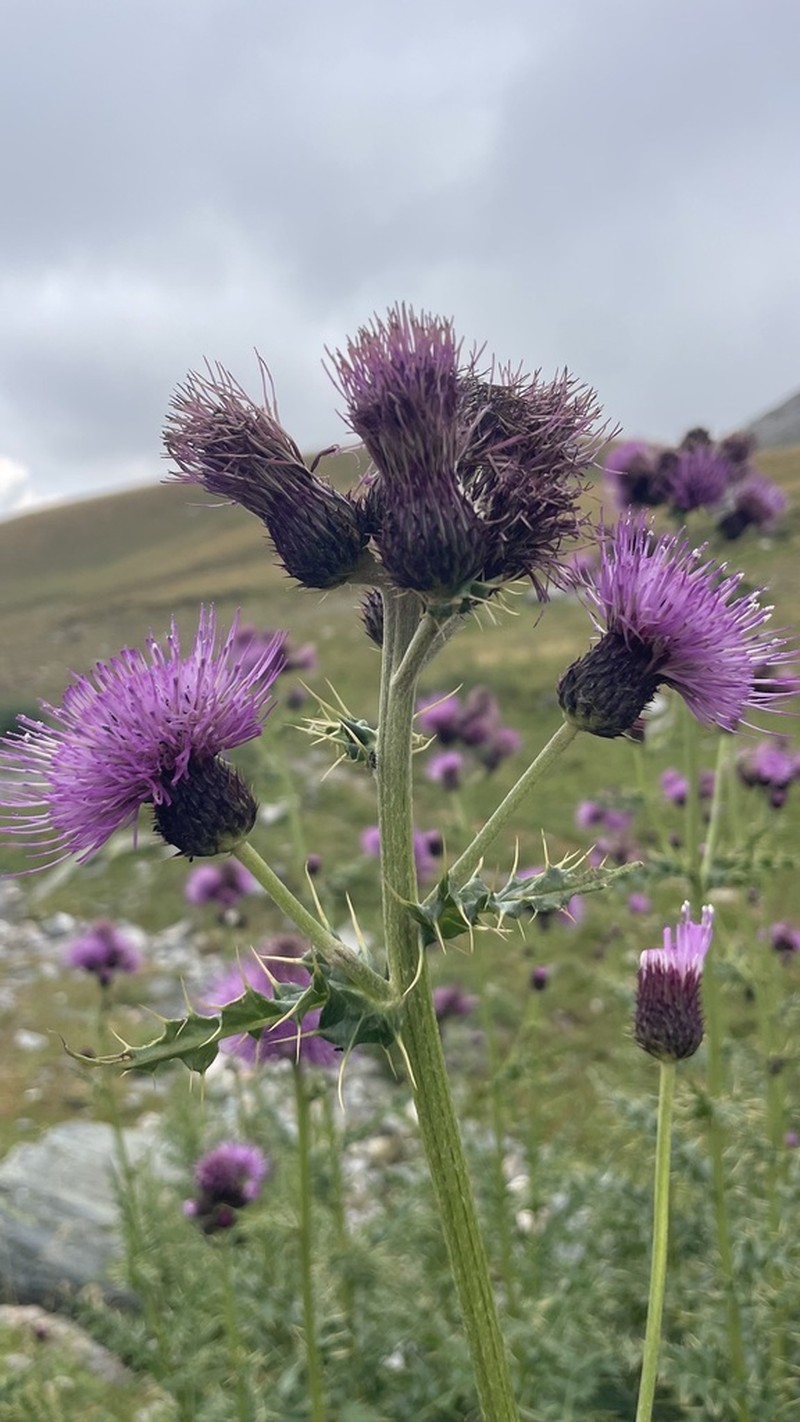 Cirsium appendiculatum photo 7