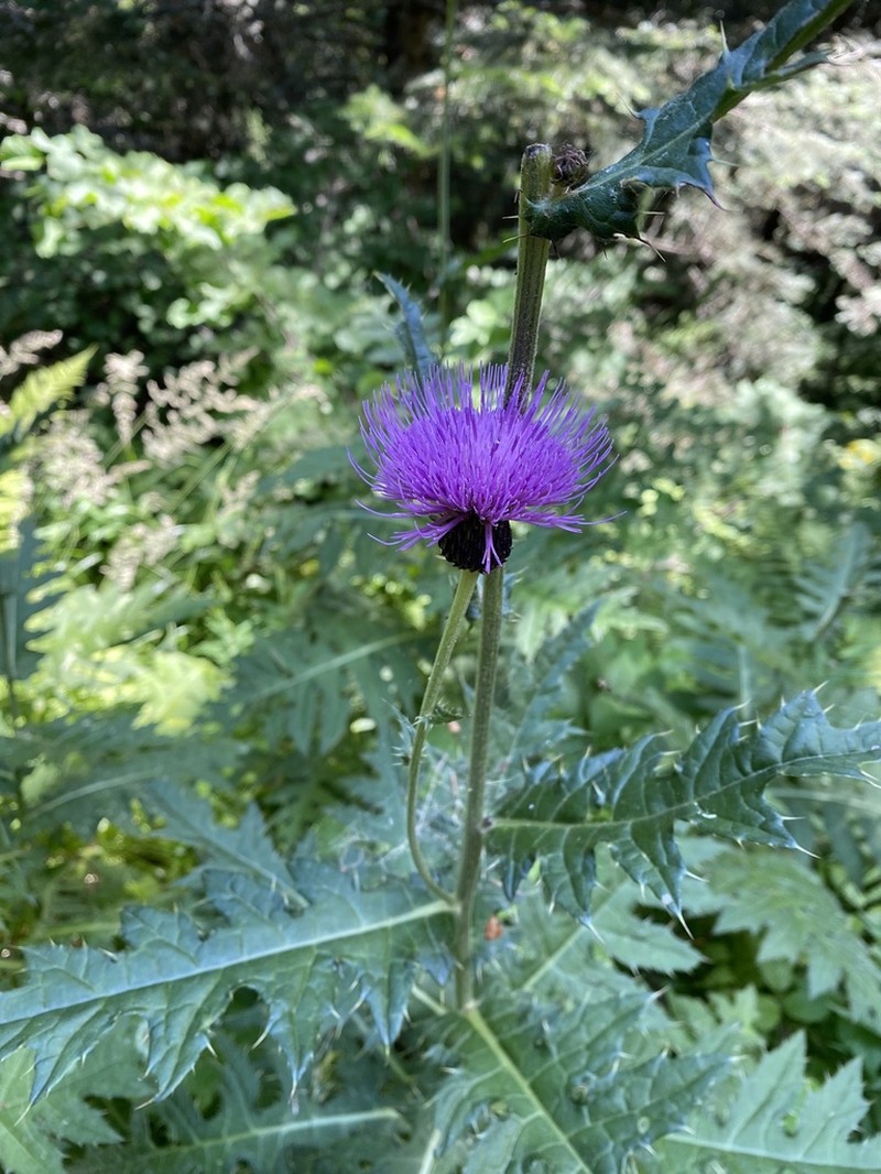 Cirsium appendiculatum photo 8