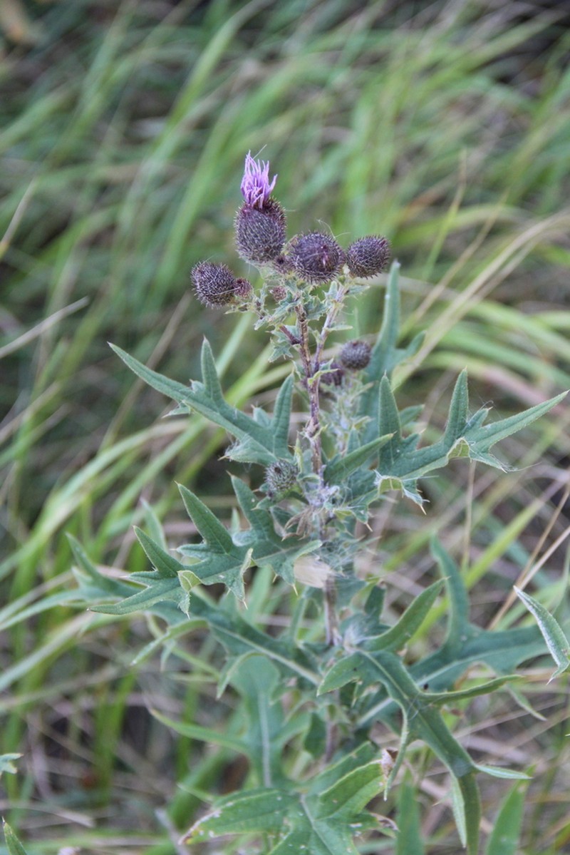 Cirsium arachnoideum