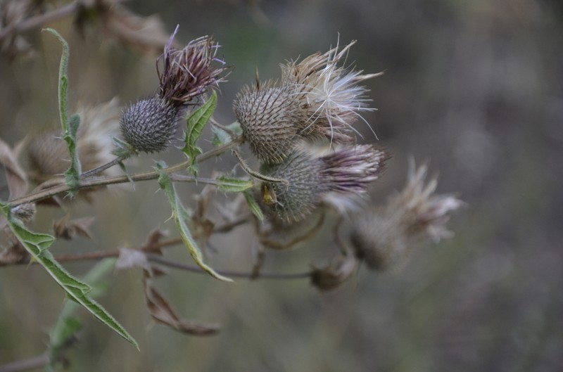 Cirsium arachnoideum photo 2