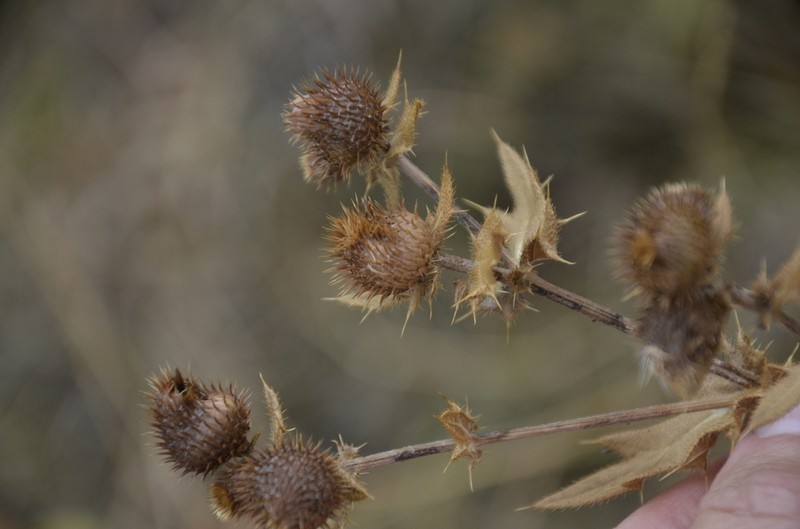 Cirsium arachnoideum photo 3