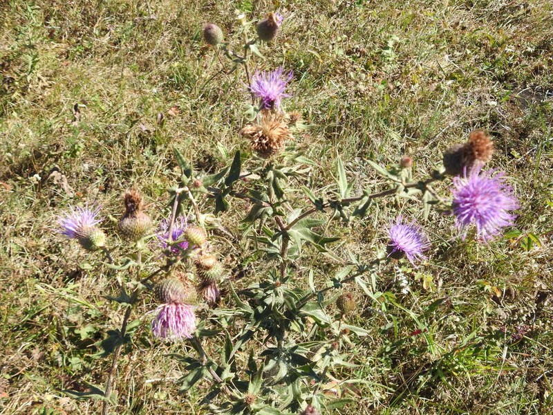 Cirsium arachnoideum photo 4