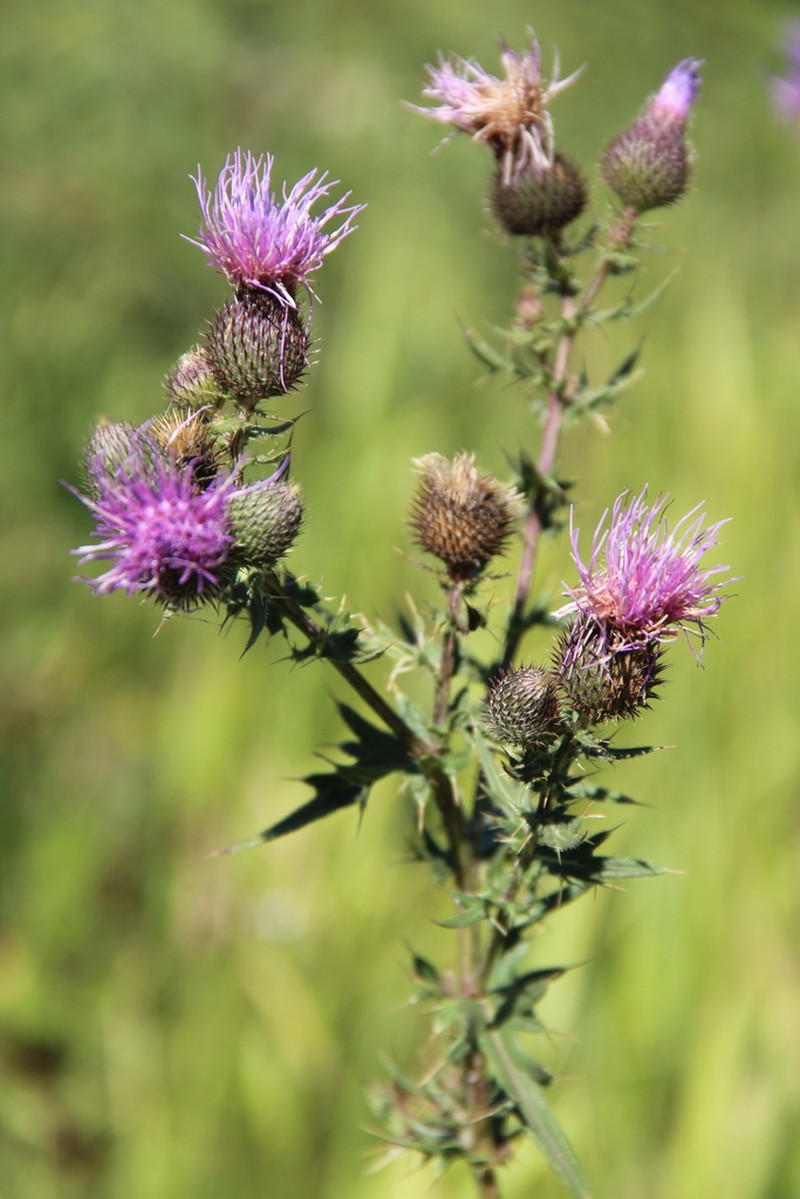 Cirsium arachnoideum photo 5