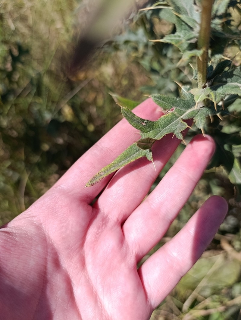 Cirsium arachnoideum photo 6
