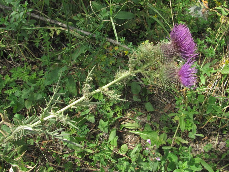 Cirsium arachnoideum photo 7