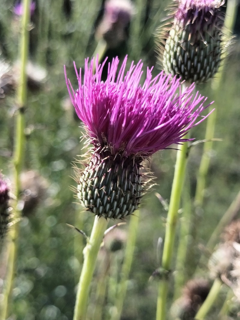Cirsium arctorhaphis