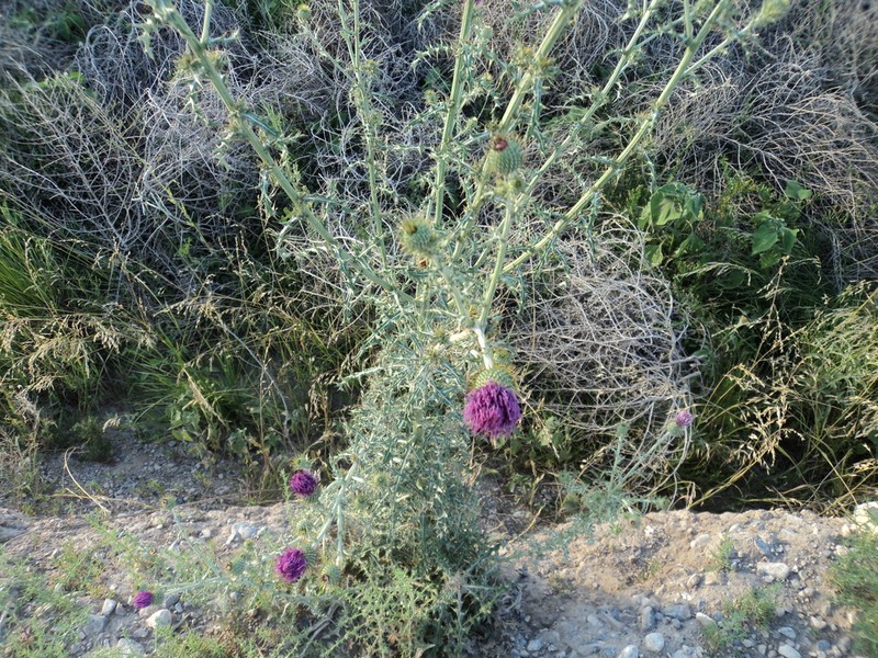 Cirsium arctorhaphis photo 2