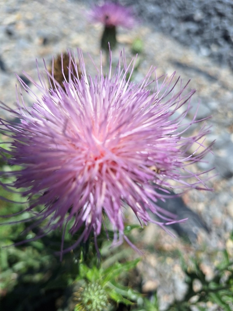 Cirsium arctorhaphis photo 3