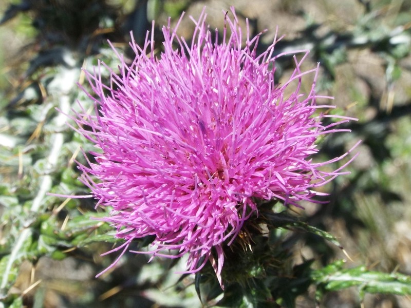 Cirsium arctorhaphis photo 4