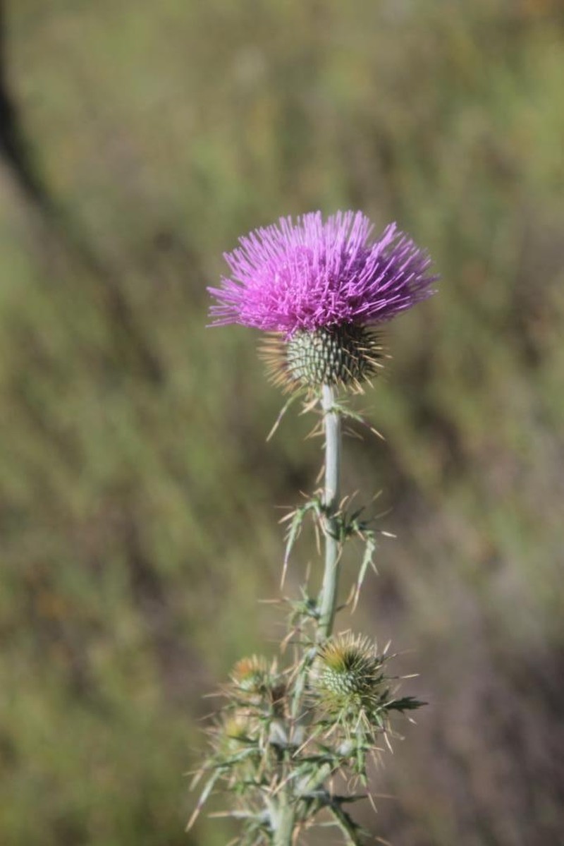 Cirsium arctorhaphis photo 5