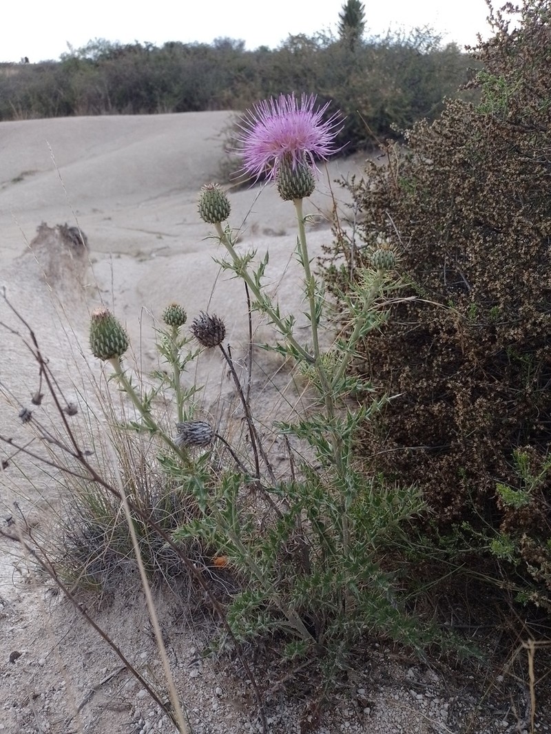 Cirsium arctorhaphis photo 6