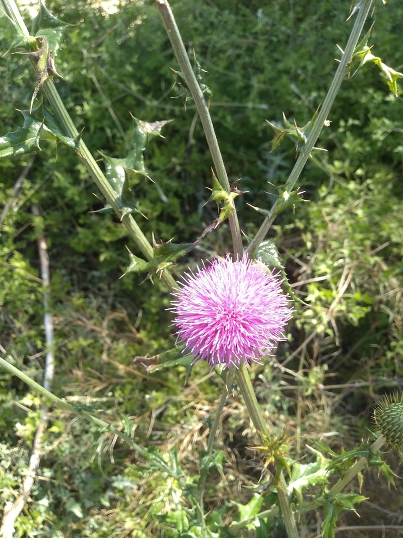 Cirsium arctorhaphis photo 7