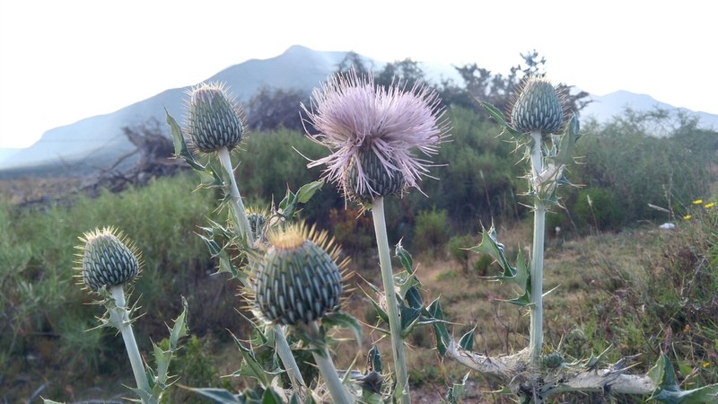 Cirsium arctorhaphis photo 8