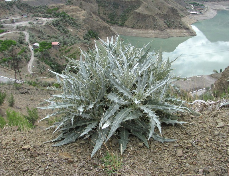 Cirsium argillosum