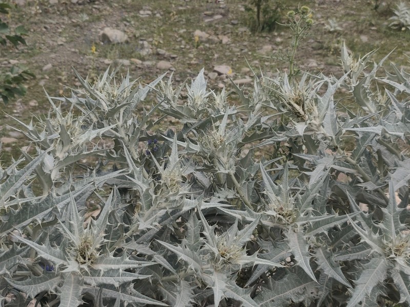 Cirsium argillosum photo 2