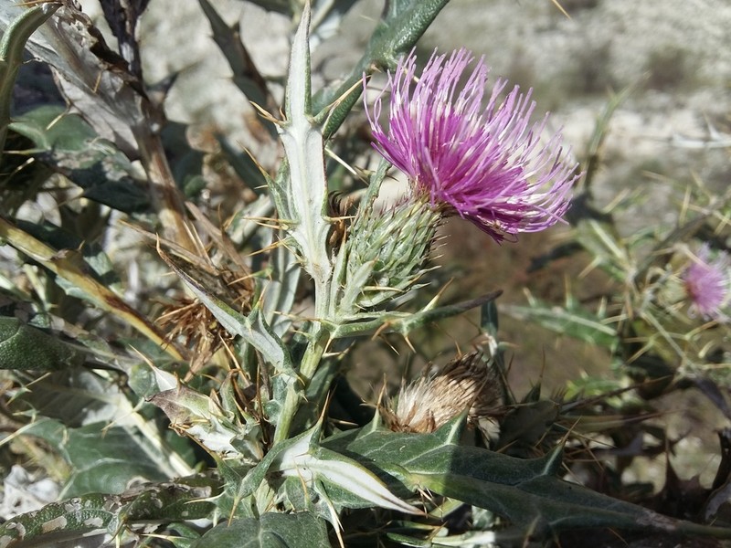 Cirsium argillosum photo 4