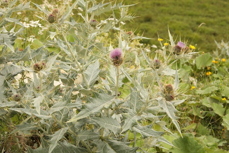 Cirsium argillosum photo 5