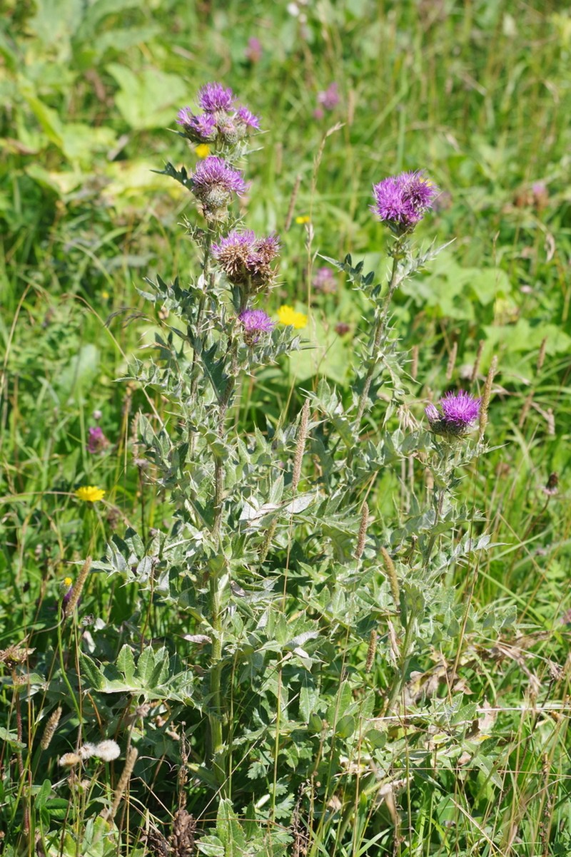 Cirsium argillosum photo 6