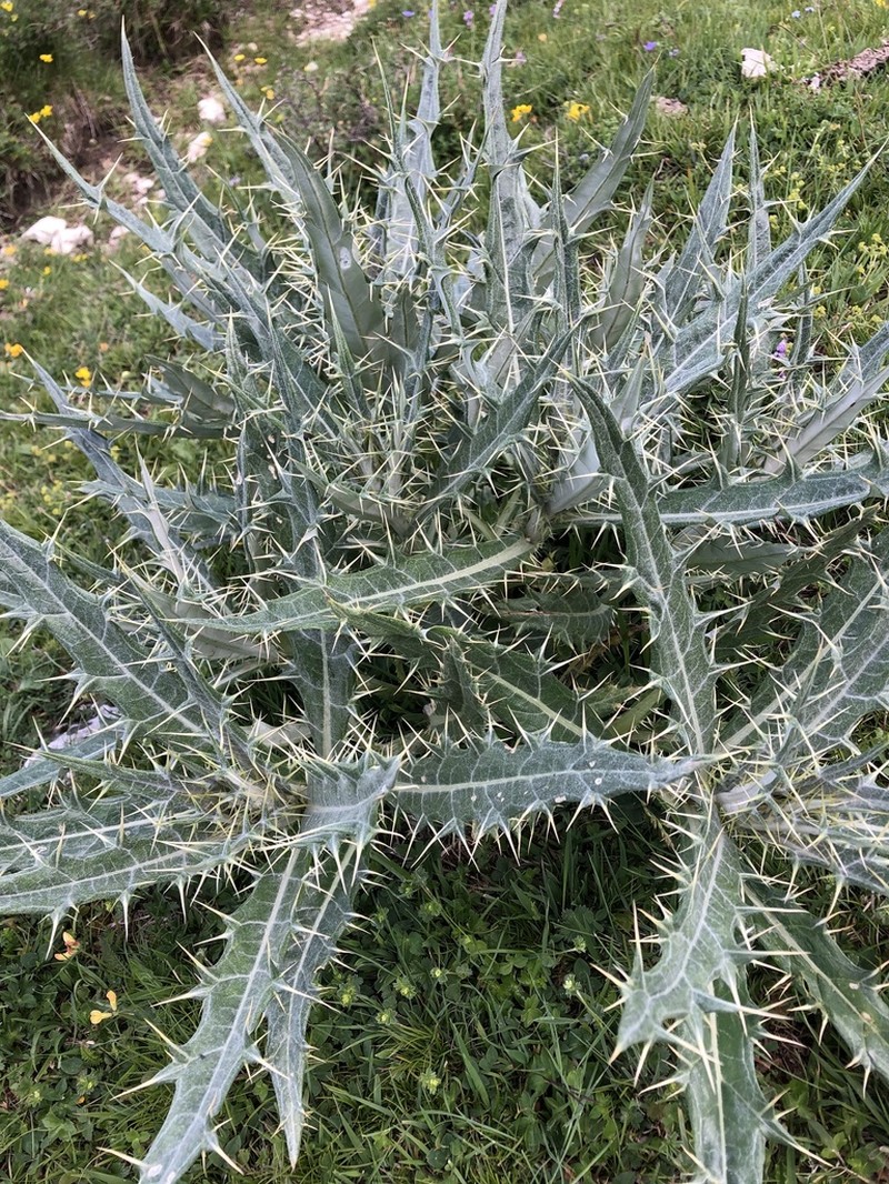 Cirsium argillosum photo 7