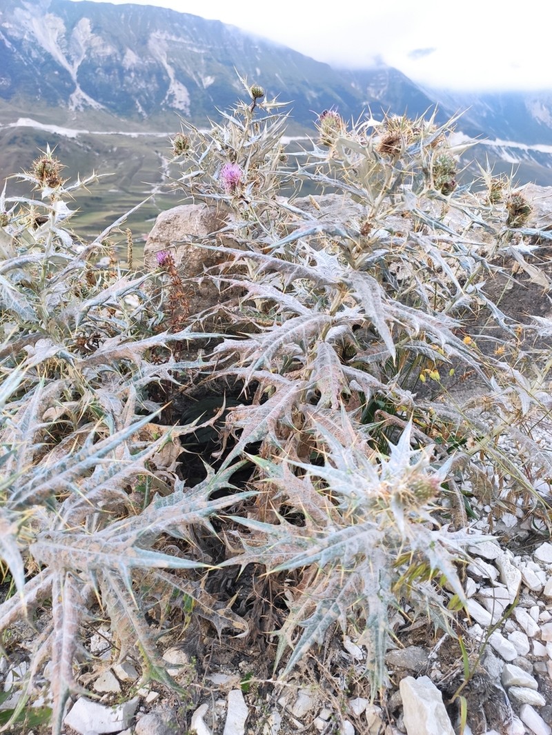 Cirsium argillosum photo 8