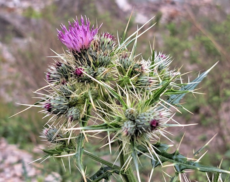 Cirsium argyracanthum