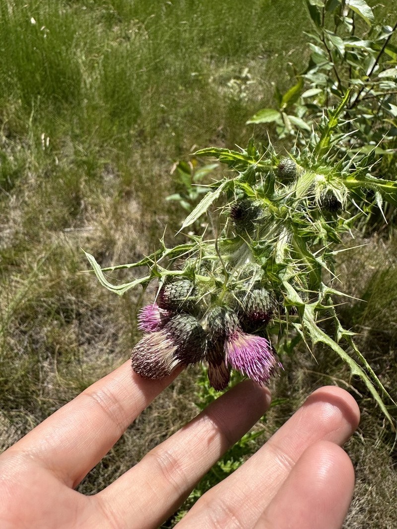 Cirsium argyracanthum photo 2