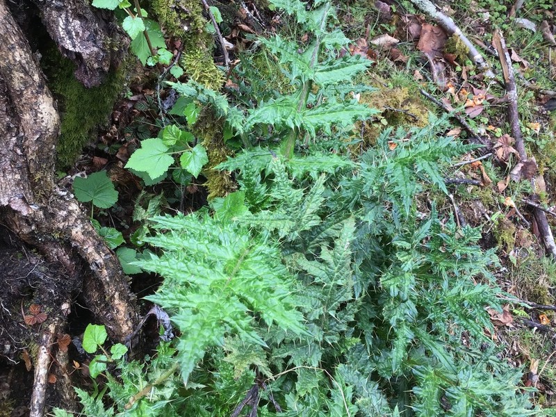 Cirsium argyracanthum photo 3