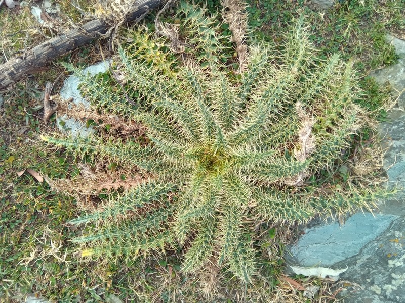 Cirsium argyracanthum photo 4