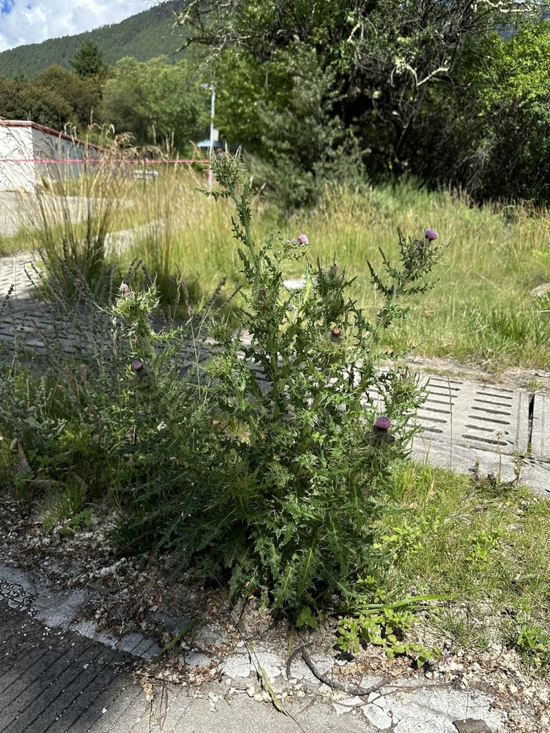 Cirsium argyracanthum photo 5