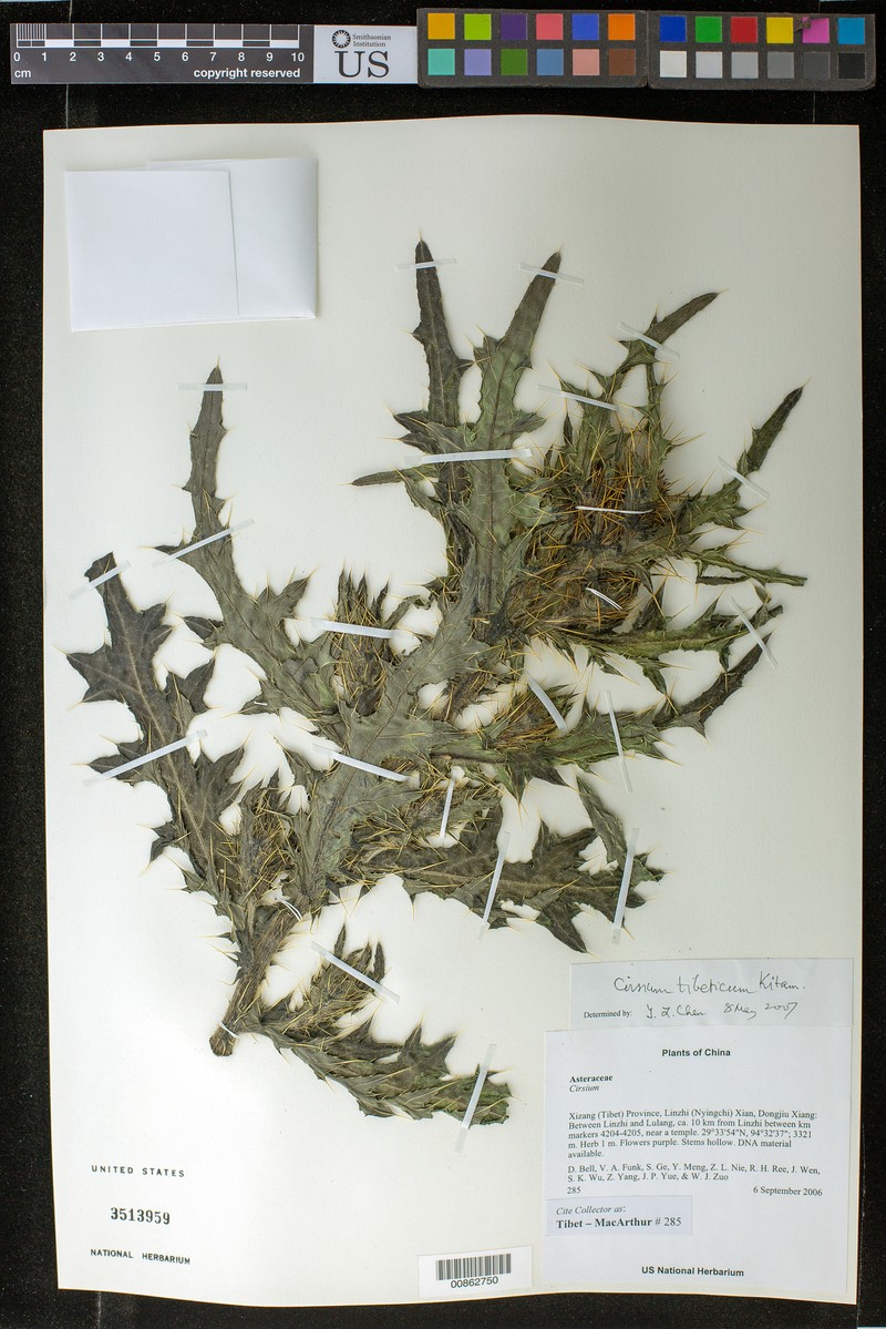 Cirsium argyracanthum photo 7