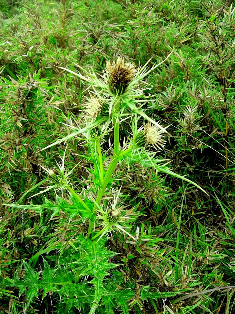 Cirsium arisanense