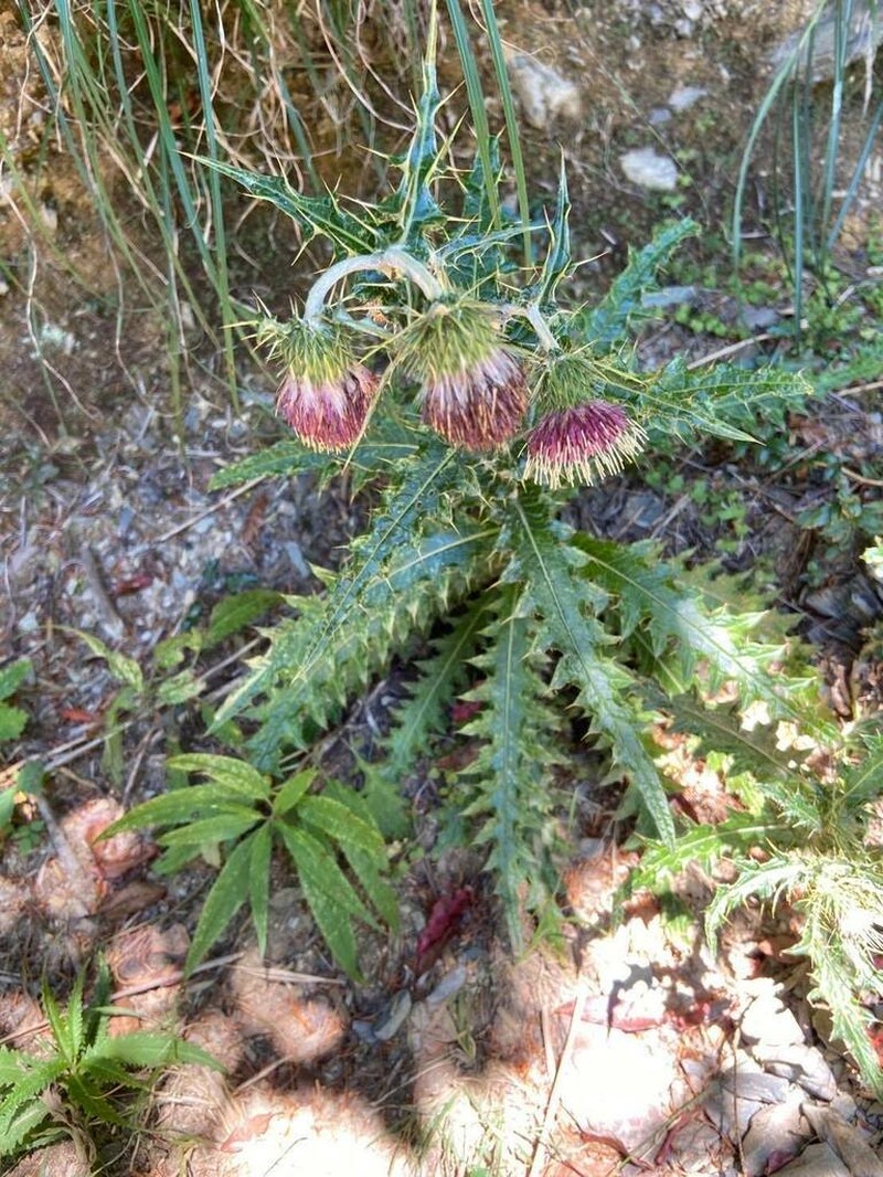 Cirsium arisanense photo 2