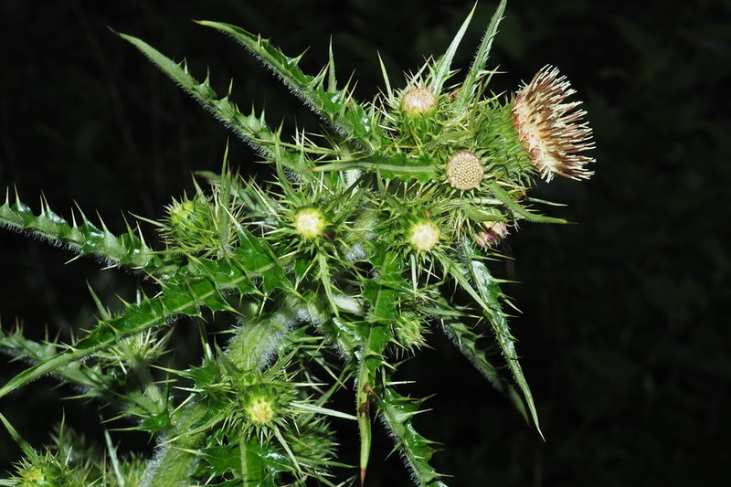 Cirsium arisanense photo 3
