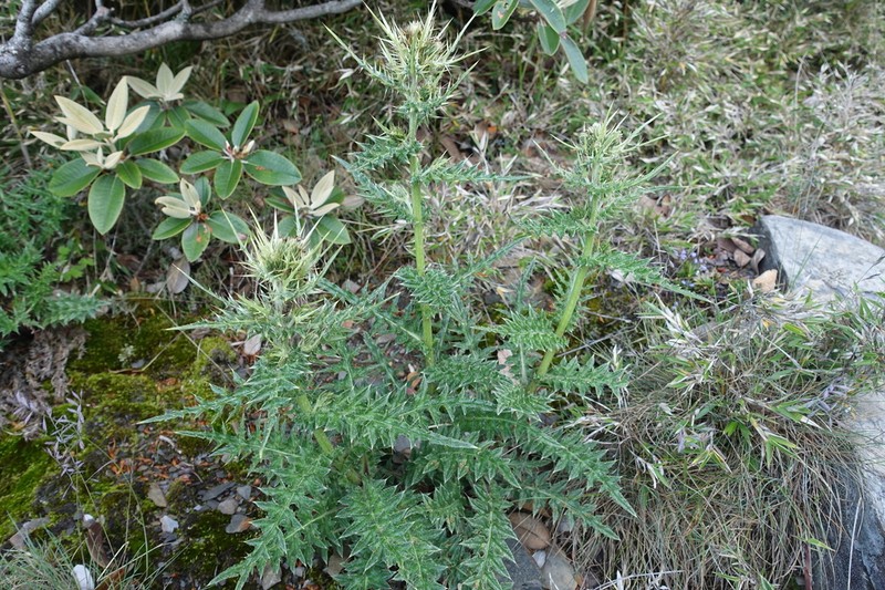 Cirsium arisanense photo 4