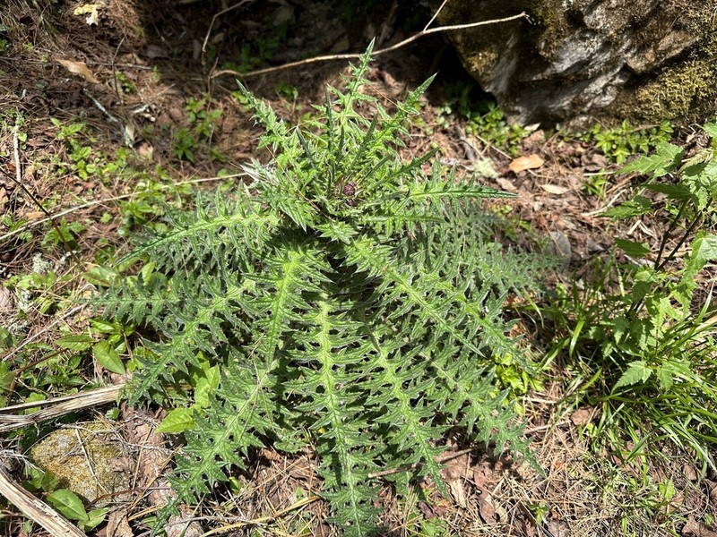 Cirsium arisanense photo 5