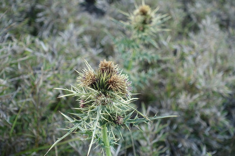 Cirsium arisanense photo 6