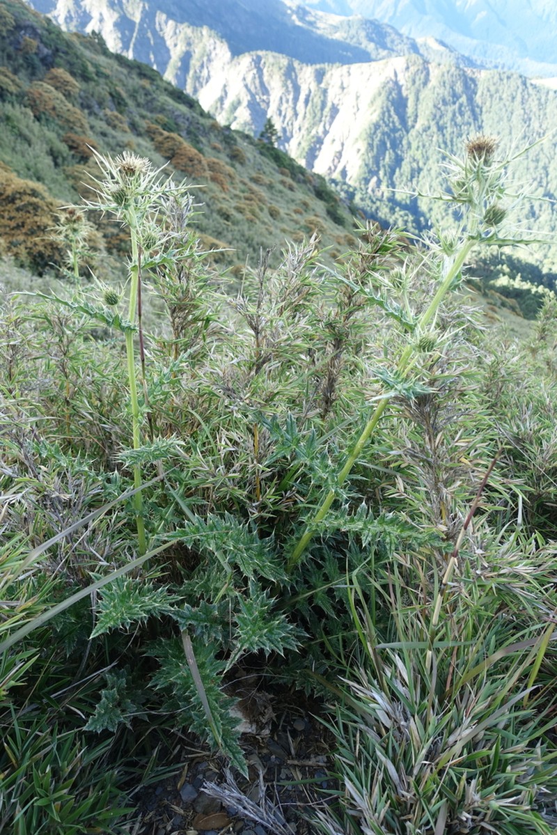 Cirsium arisanense photo 7