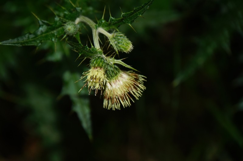 Cirsium arisanense photo 8