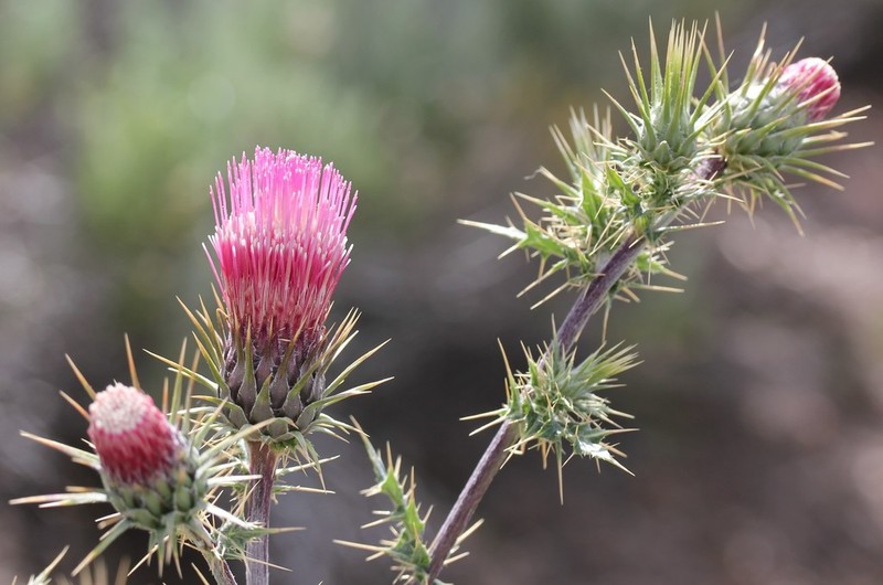 Arizona Thistle